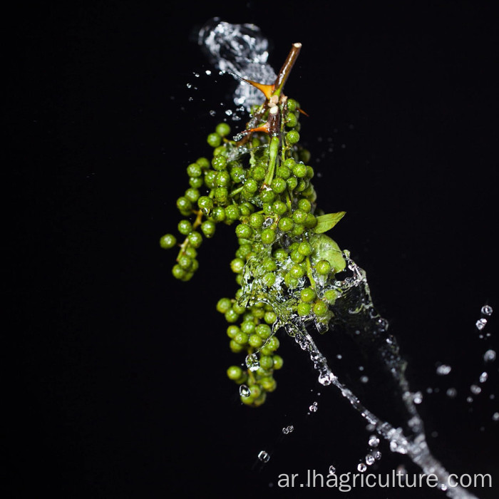 عشب الجملة بنكهة الشائكة الخضراء الطازجة بشكل خاص